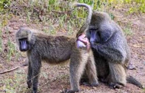 جفتگیری حیوانات|جفتگیری میمون Monkey mating